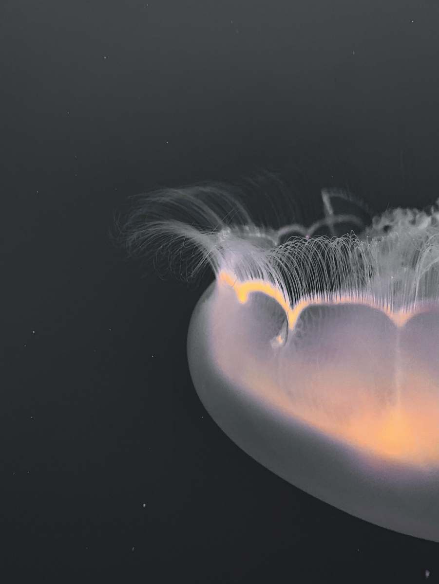sea life  invertebrate